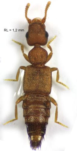 Réf. 324 161 : Echiaster sp.